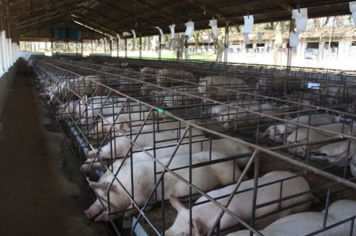 脫硫脫硝的裝置